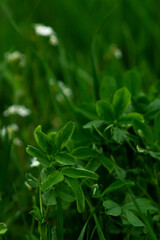 A close-up of clover leaves scattered in lush green grass, capturing the beauty of nature and the vibrant greenery of the outdoors.
