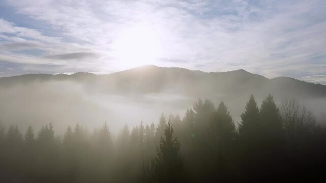 Aerial view over mistcovered fir trees in the morning fog in a hilly landscape,facing the rising sun