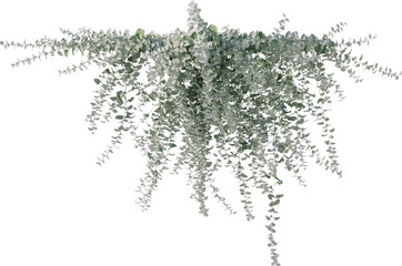 Vine, Ivy, Climbing Plant, Edge Plant Overlay