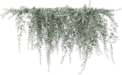 Vine, Ivy, Climbing Plant, Edge Plant Overlay