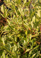 A tree with green leaves and brown tips
