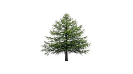 bald cypress png
