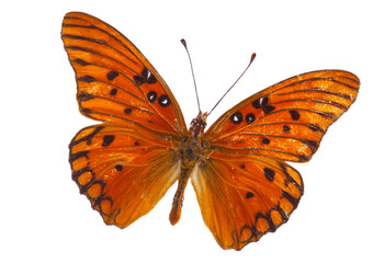 Orange passion butterfly