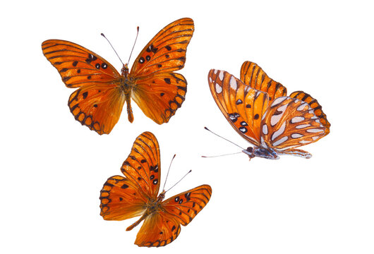 Orange passion butterfly