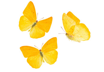 apricot sulphur butterfly