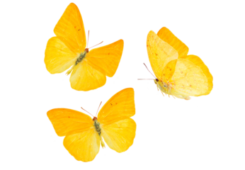 apricot sulphur butterfly