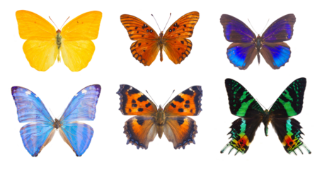 morpho adonis blue butterfly