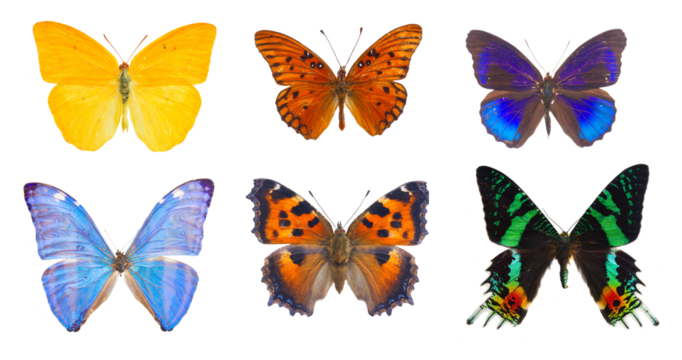 morpho adonis blue butterfly