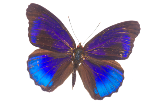  morpho adonis blue butterfly