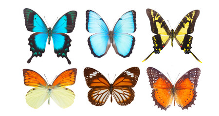 apricot sulphur butterfly