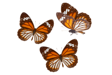 black veined tiger butterfly