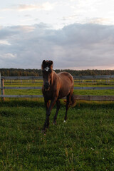 gallopping portrait of the brown horse on the meadow on sunset time