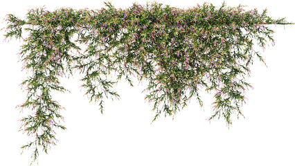 Vine, Ivy, Climbing Plant, Edge Plant Overlay © KenScape