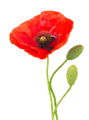 Obraz premium Poppy flowers