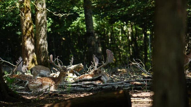 Fallow deer in natural environment. Vision Park in Auberive region, France. Slow motion
