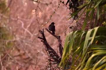 oiseau