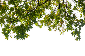 Green leaves tree isolated on white