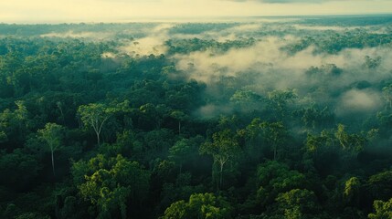 Obraz premium Bird's-eye view reveals a dense forest enveloped in mist and soft light, capturing the enchanting beauty of nature in a tranquil atmosphere