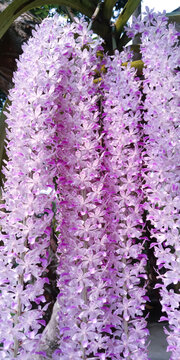 an orchid with purple and white patterns in bloom taken from the top of the tree (KOPOU PHUL)