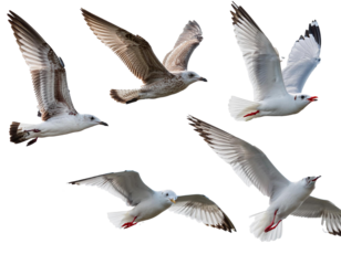 Flying seagull set isolated on white background, cut out 