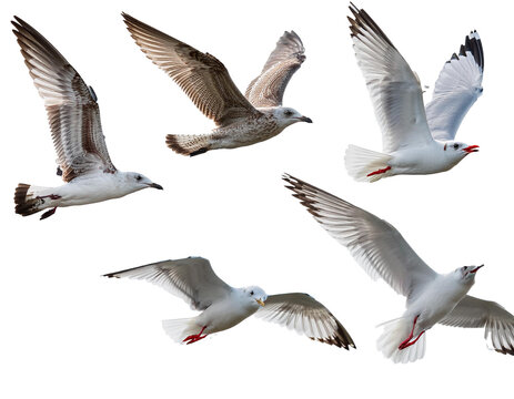 Flying seagull set isolated on white background, cut out  - Powered by Adobe