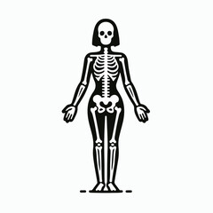 human skeleton