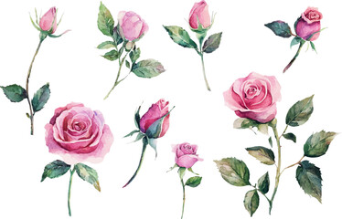 Modern Watercolor Pink Rose Clipart