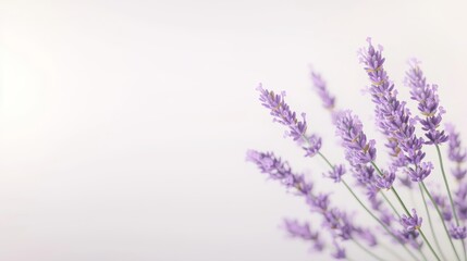Naklejka premium Soothing lavender blossoms evoke a sense of tranquility, perfect for spa treatments and relaxation.