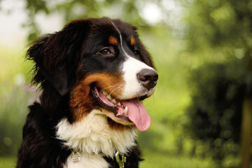 Bernese mountain dog portrait