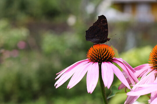 Dark butterfly gracefully resting on coneflower