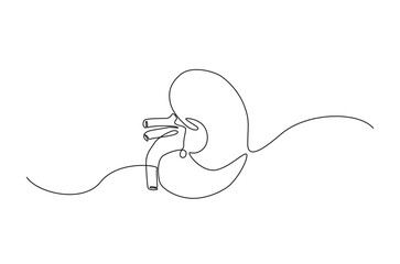 Kidney human organ in continuous one line drawing. Editable vector.