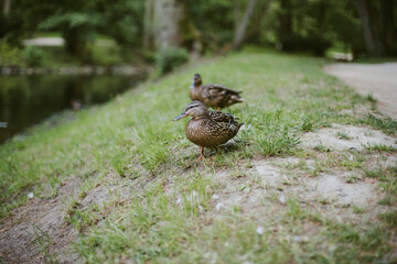 Two female ducks walking on the green grassy shore
