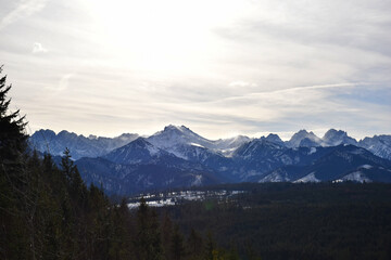 Snow-capped High Tatras peaks rise above a vast, lush green forest, creating a breathtaking contrast between the icy European mountain tops and the dense woodlands below. Untouched mountain panorama. 