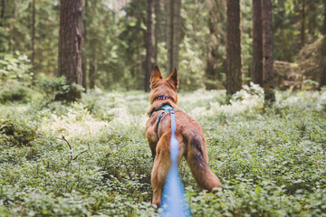 Ginger dog is standing and looking ahead in green forest of blueberries