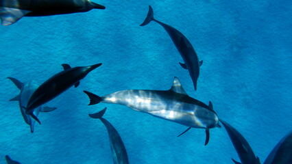 Dolphins. Spinner dolphin. Stenella longirostris is a small dolphin that lives in tropical coastal...