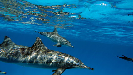 Dolphins. Spinner dolphin. Stenella longirostris is a small dolphin that lives in tropical coastal...
