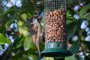Surprised Sparrow. Small bird. The bird hanging on the bird feeder cage, eating seeds.