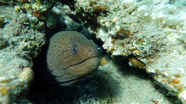 The Giant Moray Eel is the largest & most common of the Moray Eels in the Indo-Pacific region. at night.
