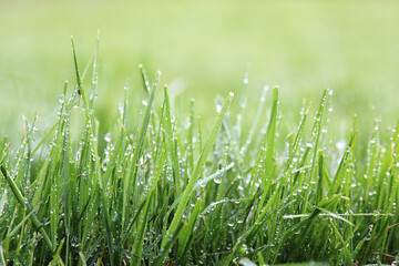 Fresh green lawn in morning dews