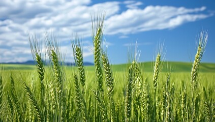 Obraz premium Green Wheat Field under Cloudy Blue Sky Captures Essence of Agriculture and Nature