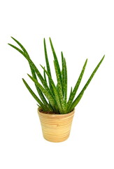 Aloe vera in a pot isolated on white background.
