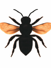 Obraz premium Close-up of a bee, wings spread, isolated on white background, suitable for educational materials about insects
