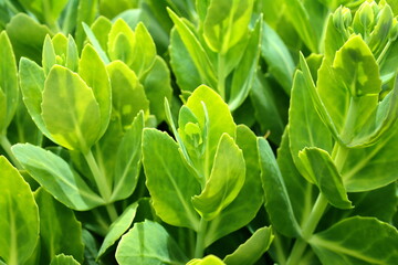 arrangement of succulents; cactus succulents in a planter. succulent ground cover perennial green...