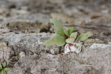 Red bugs walking on concrete wall
