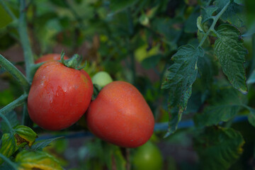 Fresh ripe red tomatoes and the tomato is not ripe yet hanging on the vine of a tomato tree in the garden.