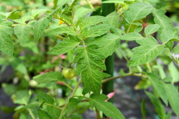 Young tomato plant, tomatoes seedling, organic garden. Close-up, top of tomato plant in greenhouse, hothouse.