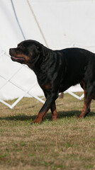 Rottweiler standing in front of a white background