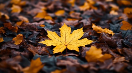Single Golden Maple Leaf Amongst Fallen Autumn Leaves