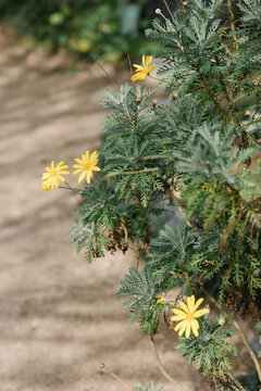 Close-up of small yellow daisies on bush