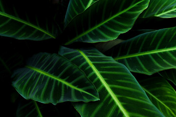 Obraz premium Nature leaves, green tropical forest, backgound illustration concept